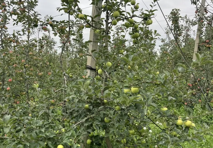 220 sot Torpaq Satılır, Qusar