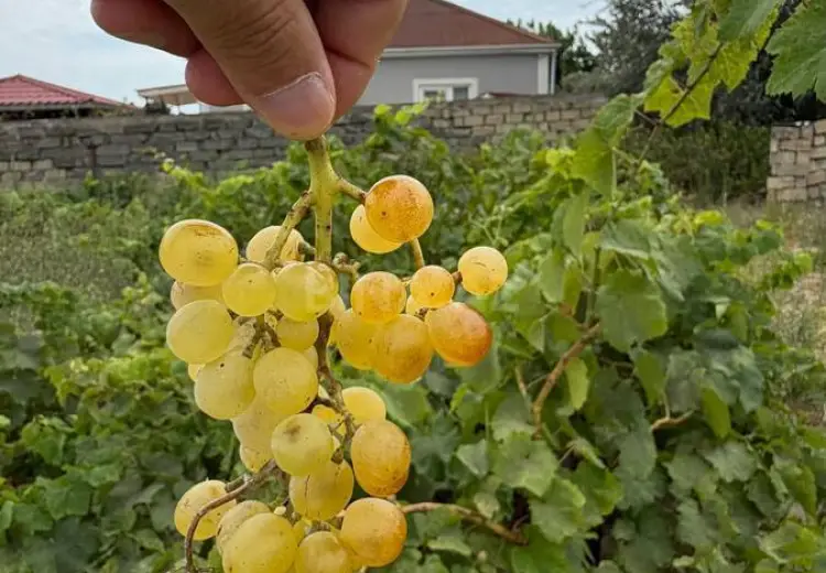 4 sot Torpaq Satılır, Fatmayı, Abşeron