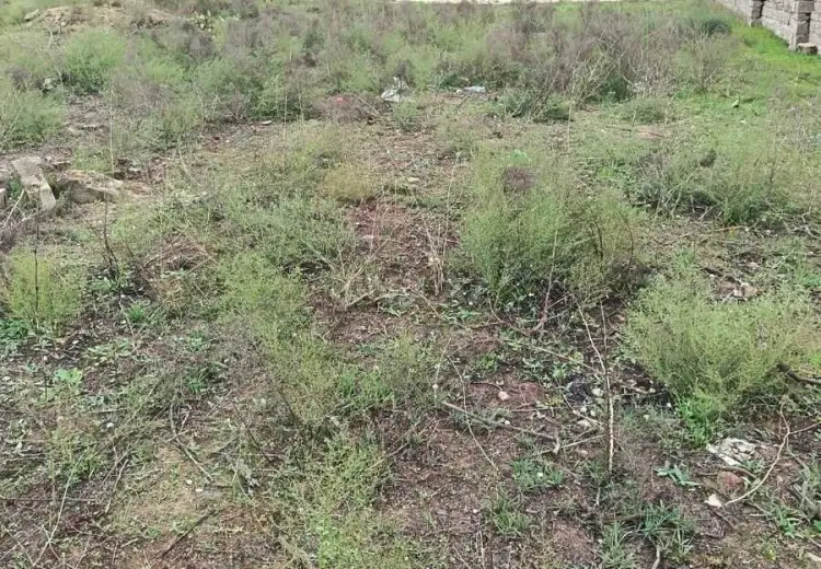 3 sot Torpaq Satılır, Buzovna, Xəzər, Bakı