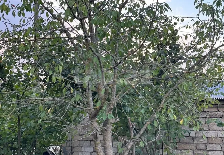 0 m² Obyekt / Ofis , Xaçmaz
