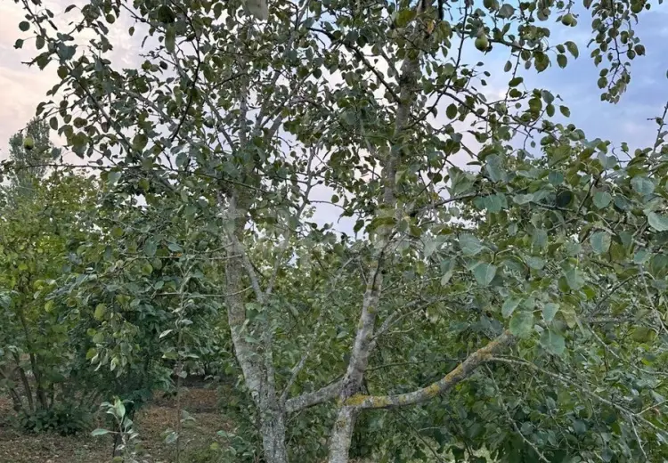 0 m² Obyekt / Ofis , Xaçmaz
