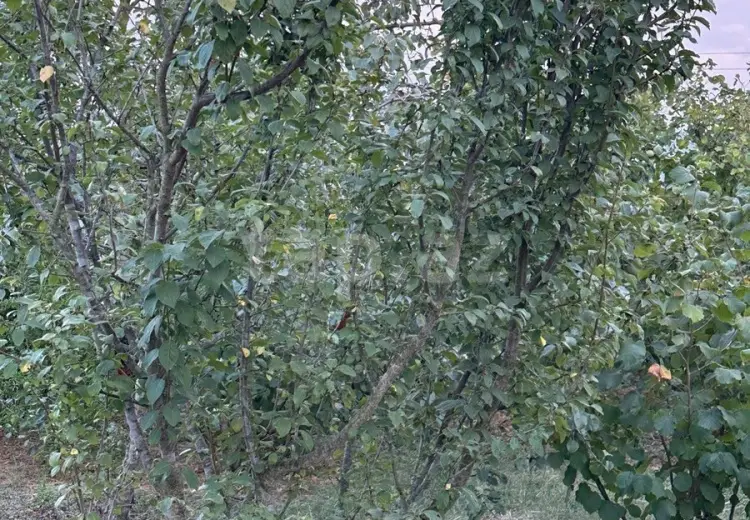 0 m² Obyekt / Ofis , Xaçmaz