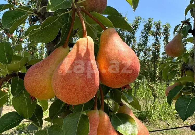 6 otaqlı mənzil , Quba