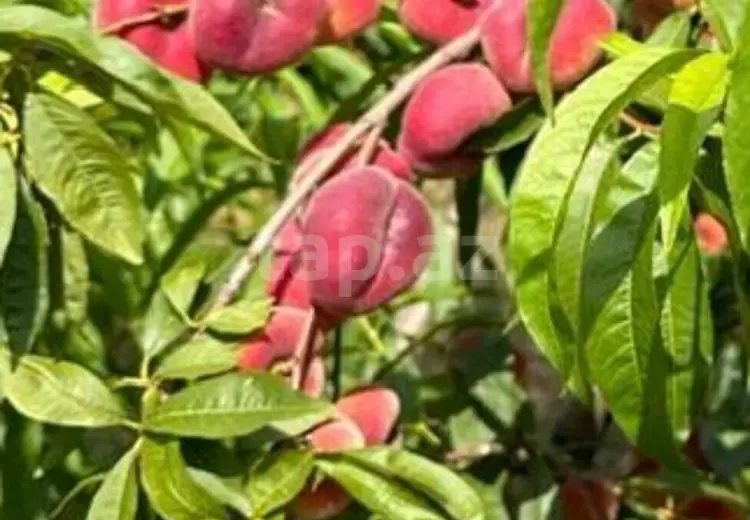 6 otaqlı mənzil , Quba