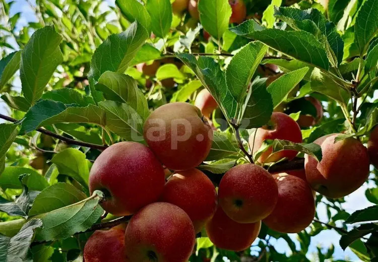 6 otaqlı mənzil , Quba