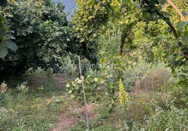 24 sot Torpaq Satılır, Qəbələ