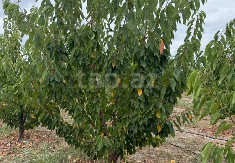 0 m² Obyekt / Ofis , Xaçmaz