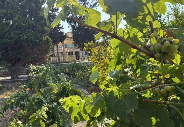 76 sot Torpaq Satılır, Nardaran qəs., Sabunçu, Bakı