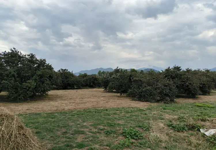250 sot Torpaq Satılır, Qəbələ