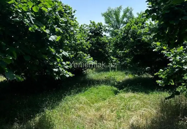 24 sot Torpaq Satılır, Oğuz