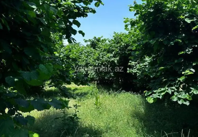 24 sot Torpaq Satılır, Oğuz