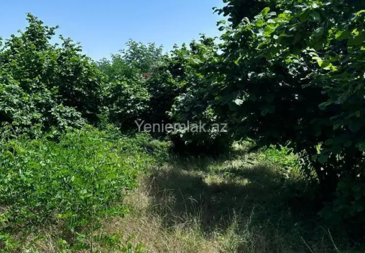 24 sot Torpaq Satılır, Oğuz