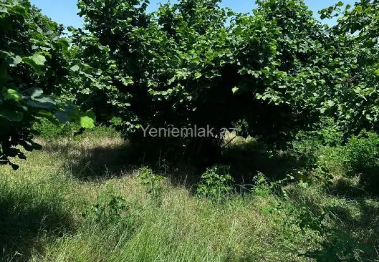 24 sot Torpaq Satılır, Oğuz