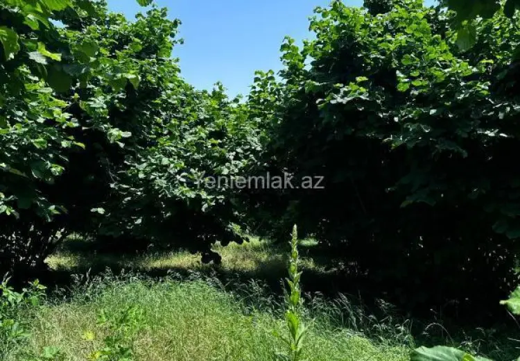 24 sot Torpaq Satılır, Oğuz