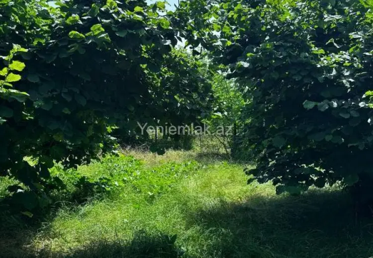 24 sot Torpaq Satılır, Oğuz