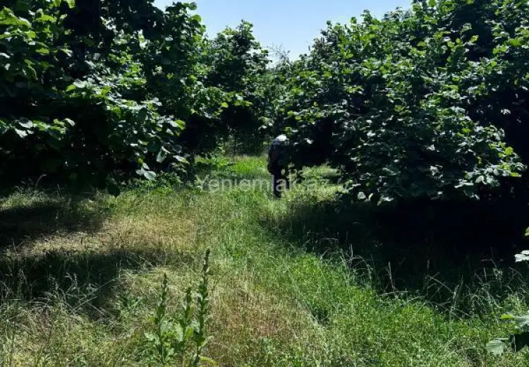 24 sot Torpaq Satılır, Oğuz