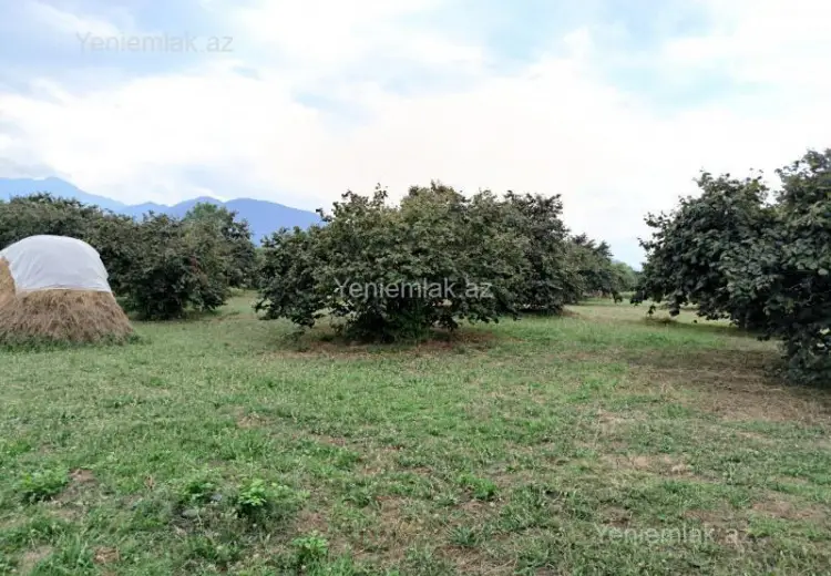 250 sot Torpaq Satılır, Qəbələ