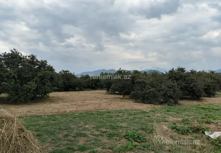 250 sot Torpaq Satılır, Qəbələ