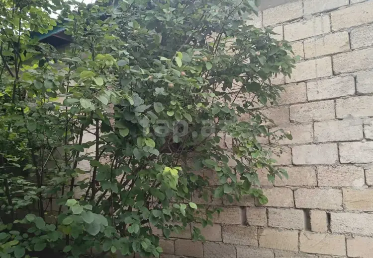 0 m² Obyekt / Ofis , Neftçala