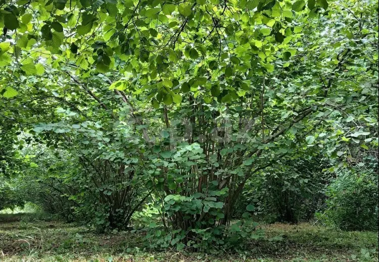 0 m² Obyekt / Ofis , Oğuz