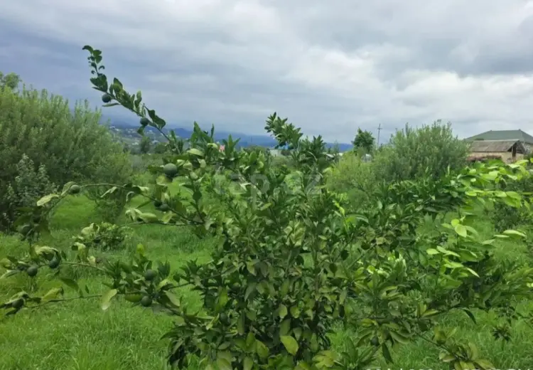 10 otaqlı mənzil , Astara