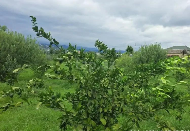 10 otaqlı mənzil , Astara