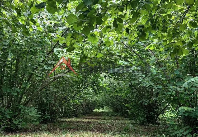 35 sot Torpaq Satılır, Oğuz