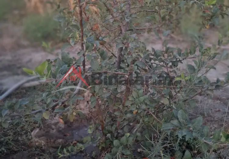 3 otaqlı mənzil Satılır, Bakı