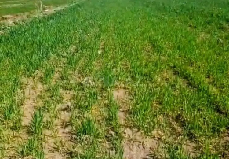 300 sot Torpaq Satılır, Ağcabədi