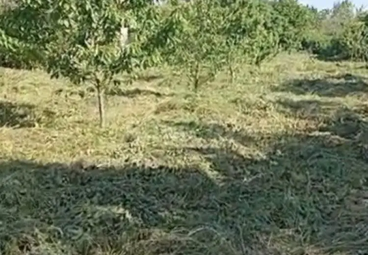 70 sot Torpaq Satılır, Quba