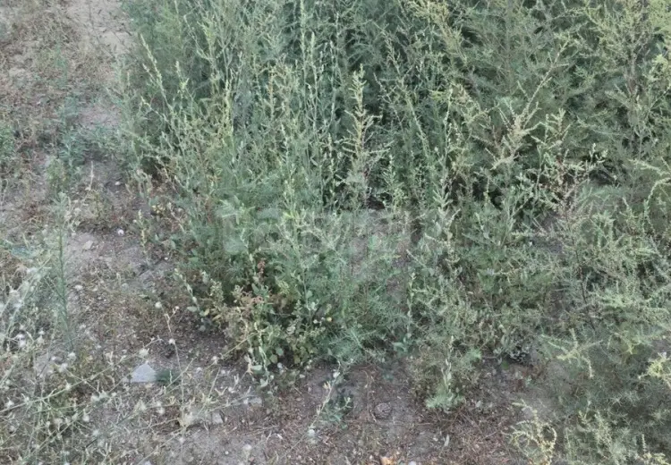 0 m² Obyekt / Ofis , Buzovna, Xəzər, Bakı