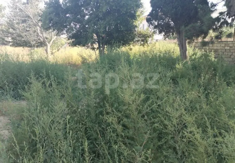 0 m² Obyekt / Ofis , Buzovna, Xəzər, Bakı