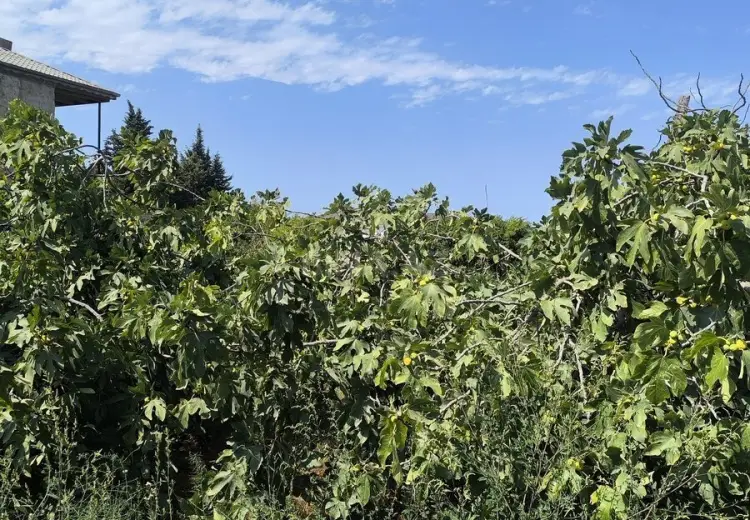 16 sot Torpaq Satılır, Novxanı, Abşeron
