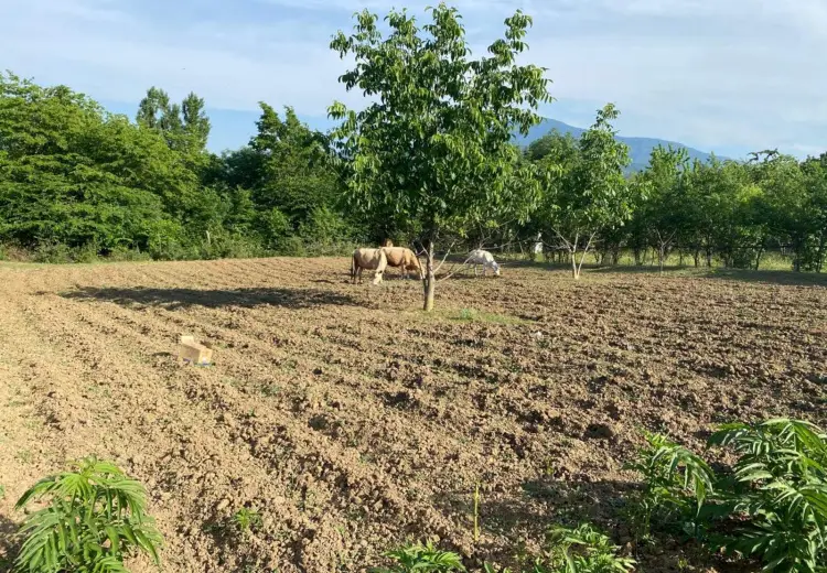 12 sot Torpaq Satılır, Quba