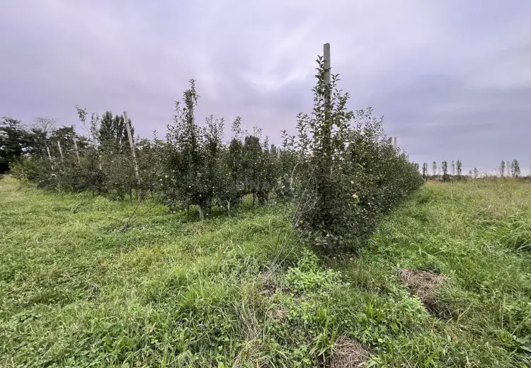 220 sot Torpaq Satılır, Qusar