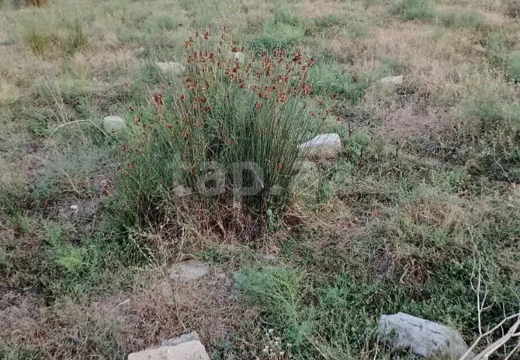 0 m² Obyekt / Ofis , Pirşağı qəs., Sabunçu, Bakı