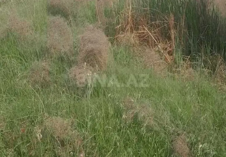6 sot Torpaq Satılır, Saray, Abşeron