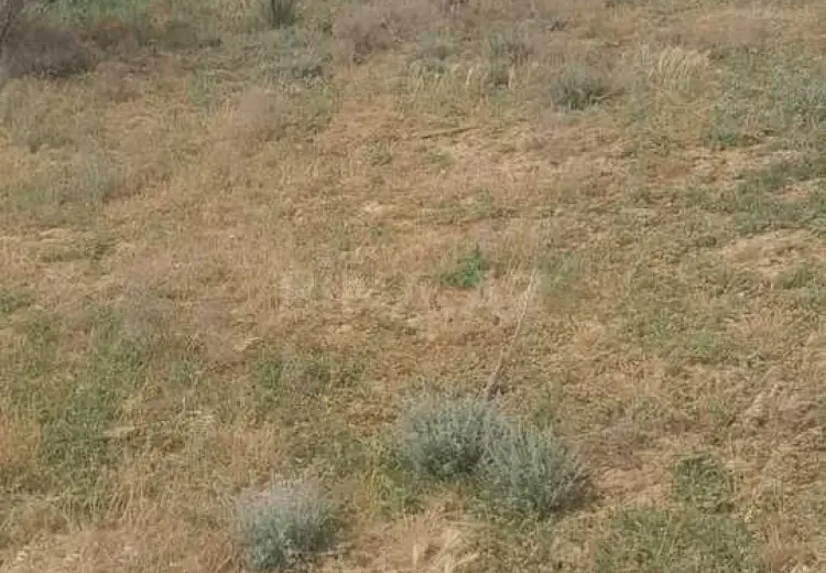 6 sot Torpaq Satılır, Saray, Abşeron