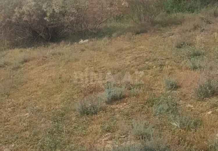 6 sot Torpaq Satılır, Saray, Abşeron