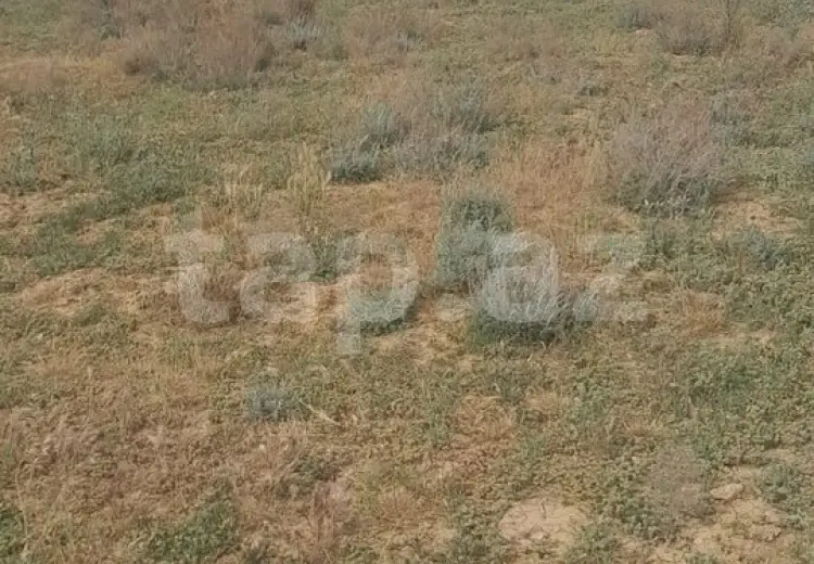 0 m² Obyekt / Ofis , Saray, Abşeron