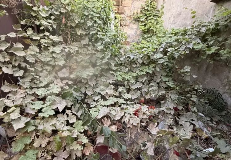 1.5 sot Torpaq Satılır, Abşeron
