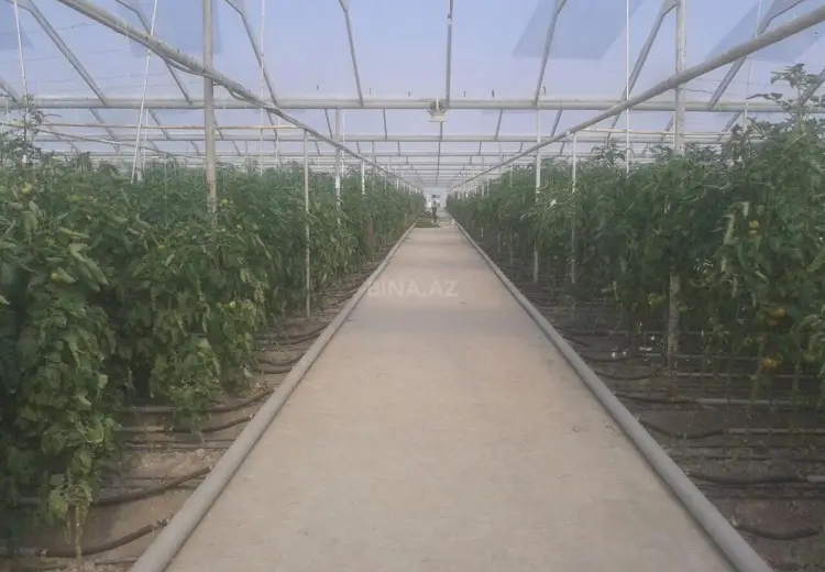 50000 m² Obyekt / Ofis Satılır, Salyan