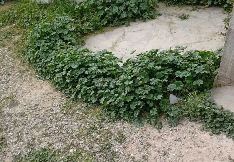 0 otaqlı mənzil Kirayə (aylıq), Binə qəs., Xəzər, Bakı