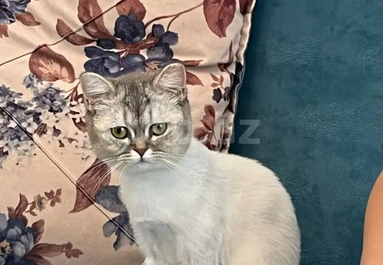 2 otaqlı mənzil , Xırdalan