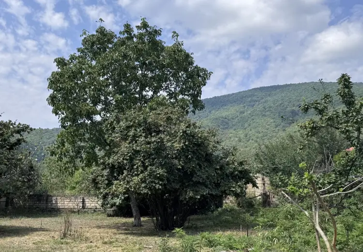 9.3 sot Torpaq Satılır, Oğuz