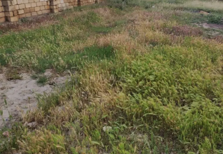 5 sot Torpaq Satılır, Mehdiabad, Abşeron