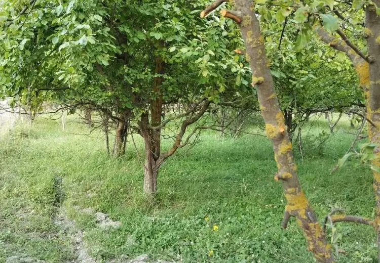 20 sot Torpaq Satılır, Quba