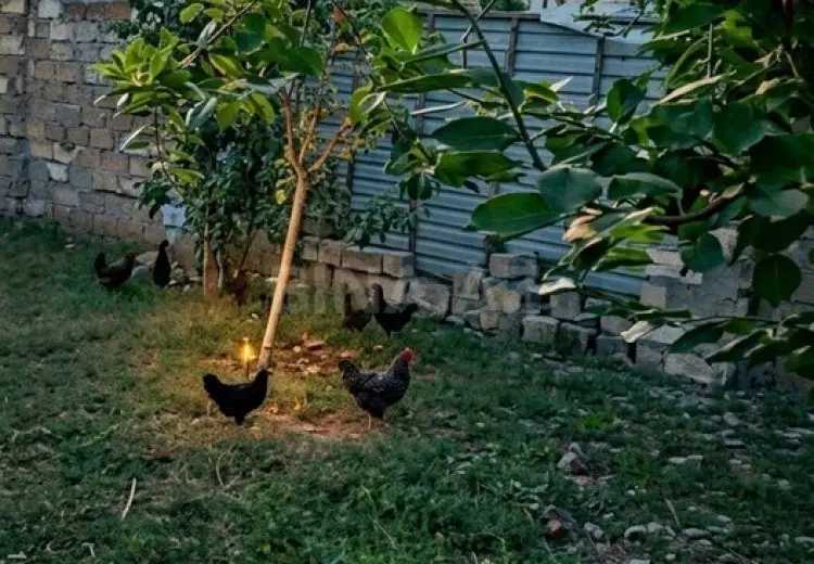 5 sot Torpaq Satılır, Ağdaş