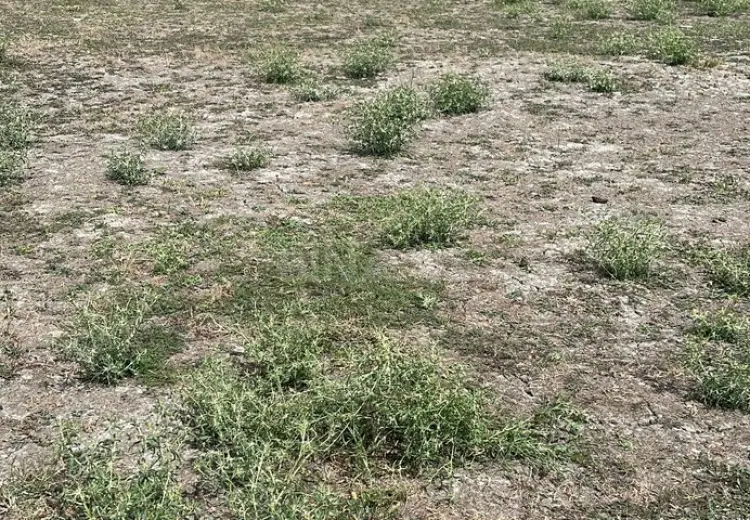 6 sot Torpaq Satılır, Nabran