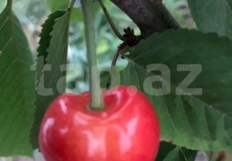 0 m² Obyekt / Ofis , Xaçmaz